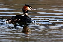 Z9  La vallière 22-03-07 284  Photo A CG