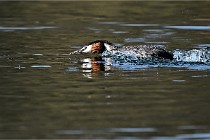 Z9  La vallière 22-03-07 292  Photo A CG