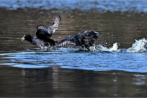 Z9  La vallière 22-03-07 296  Photo A CG