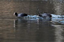 Z9  La vallière 22-03-07 298  Photo A CG