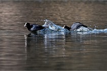 Z9  La vallière 22-03-07 299  Photo A CG