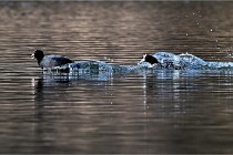 Z9  La vallière 22-03-07 300  Photo A CG