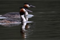 Z9 Valliere 22-03-16 306  Photo A CG