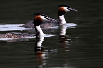 Z9 Valliere 22-03-16 308  Photo A CG