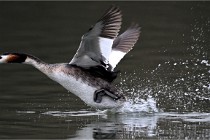 Z9 Valliere 22-03-16 335  Photo A CG