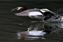 Z9 Valliere 22-03-16 336  Photo A CG