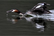 Z9 Valliere 22-03-16 337  Photo A CG