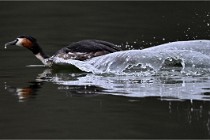 Z9 Valliere 22-03-16 338  Photo A CG