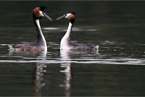 Z9 Valliere 22-03-16 341  Photo A CG