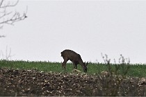 Z9 Valliere 22-03-16 383  Photo A CG