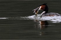 Z9 Valliere 22-03-16 400  Photo A CG