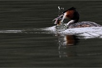 Z9 Valliere 22-03-16 401  Photo A CG