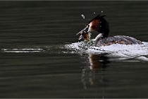 Z9 Valliere 22-03-16 402  Photo A CG