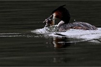 Z9 Valliere 22-03-16 403  Photo A CG