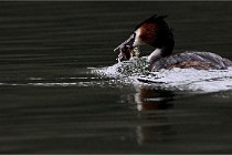 Z9 Valliere 22-03-16 404  Photo A CG