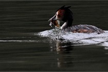 Z9 Valliere 22-03-16 405  Photo A CG