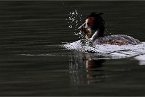 Z9 Valliere 22-03-16 406  Photo A CG