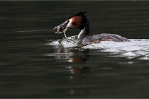 Z9 Valliere 22-03-16 411  Photo A CG