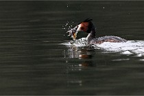 Z9 Valliere 22-03-16 412  Photo A CG