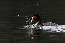 Z9 Valliere 22-03-16 413  Photo A CG