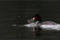 Z9 Valliere 22-03-16 414  Photo A CG