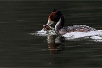 Z9 Valliere 22-03-16 415  Photo A CG