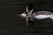 Z9 Valliere 22-03-16 416  Photo A CG