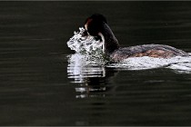 Z9 Valliere 22-03-16 417  Photo A CG