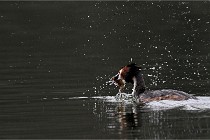 Z9 Valliere 22-03-16 418  Photo A CG