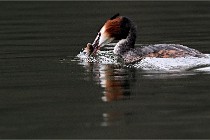 Z9 Valliere 22-03-16 419  Photo A CG