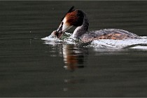 Z9 Valliere 22-03-16 420  Photo A CG