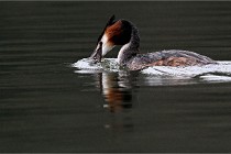 Z9 Valliere 22-03-16 421  Photo A CG