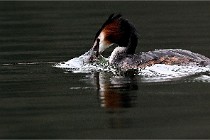 Z9 Valliere 22-03-16 423  Photo A CG