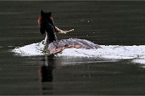 Z9 Valliere 22-03-16 424  Photo A CG