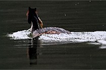 Z9 Valliere 22-03-16 425  Photo A CG