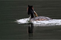 Z9 Valliere 22-03-16 426  Photo A CG