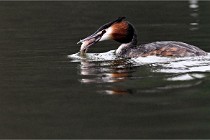 Z9 Valliere 22-03-16 429  Photo A CG