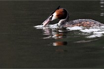 Z9 Valliere 22-03-16 430  Photo A CG