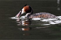 Z9 Valliere 22-03-16 431  Photo A CG