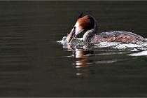 Z9 Valliere 22-03-16 433  Photo A CG