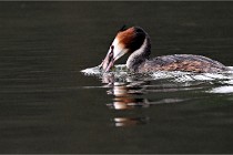 Z9 Valliere 22-03-16 434  Photo A CG