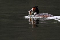 Z9 Valliere 22-03-16 435  Photo A CG