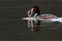 Z9 Valliere 22-03-16 436  Photo A CG