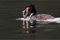 Z9 Valliere 22-03-16 437  Photo A CG