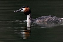 Z9 Valliere 22-03-16 457  Photo A CG