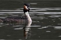 Z9 Valliere 22-03-16 466  Photo A CG