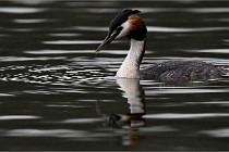 Z9 Valliere 22-03-16 475  Photo A CG