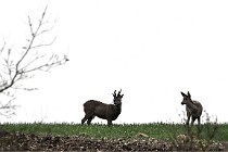 Z9 Valliere 22-03-16 496  Photo A CG