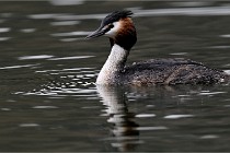 Z9 Valliere 22-03-16 509  Photo A CG