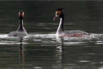 Z9 Valliere 22-03-16 519  Photo A CG